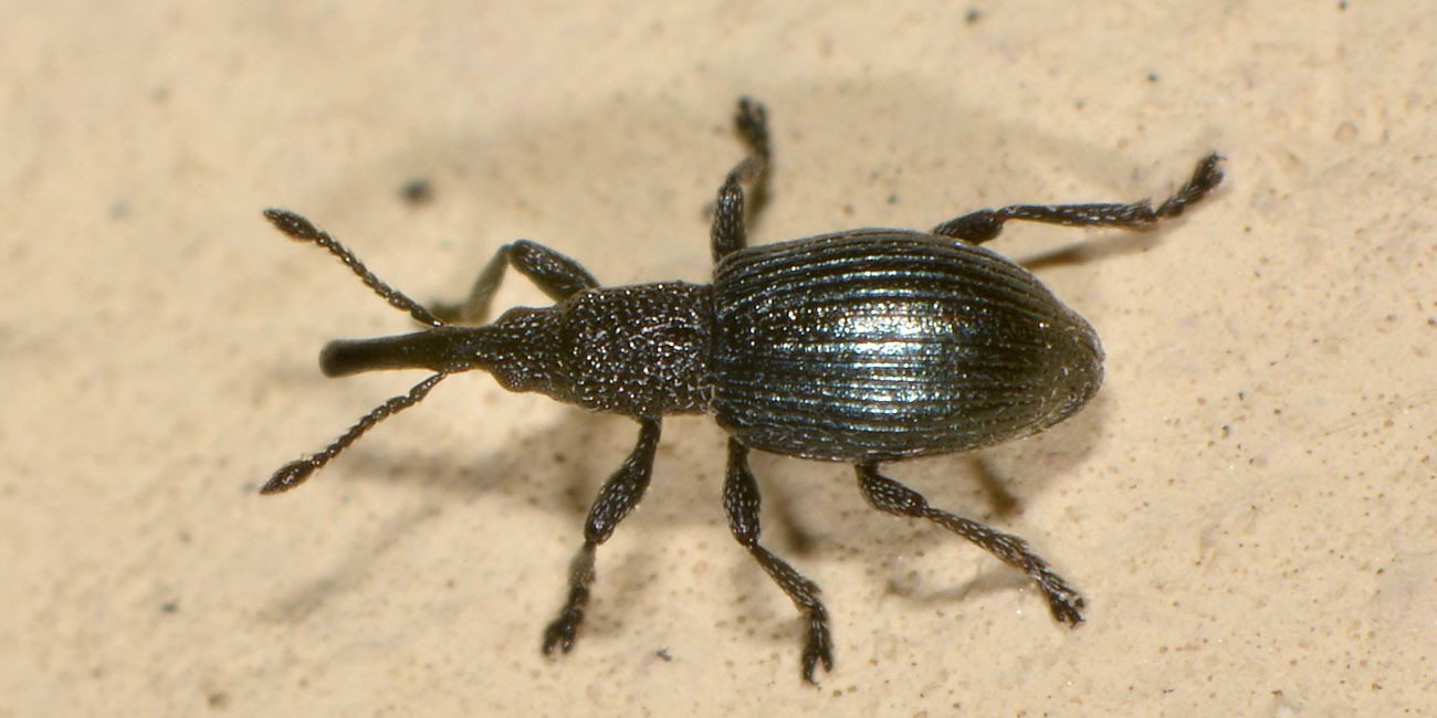 Apionidae: Ceratapion onopordi?  S !